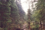 lofty-aspirations-deodar-forest-jagesanar
