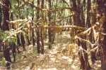 oak-forest-binsar
