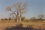 lonely-baobab